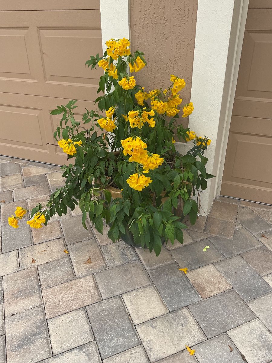 NICE SALE VILLAGE OF PINELLAS at estate sale in The Villages, FL