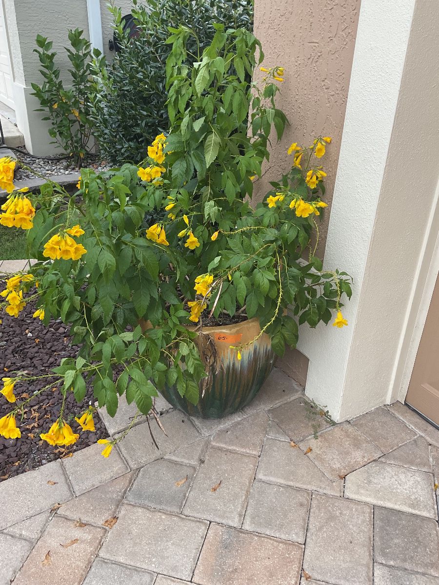 NICE SALE VILLAGE OF PINELLAS at estate sale in The Villages, FL