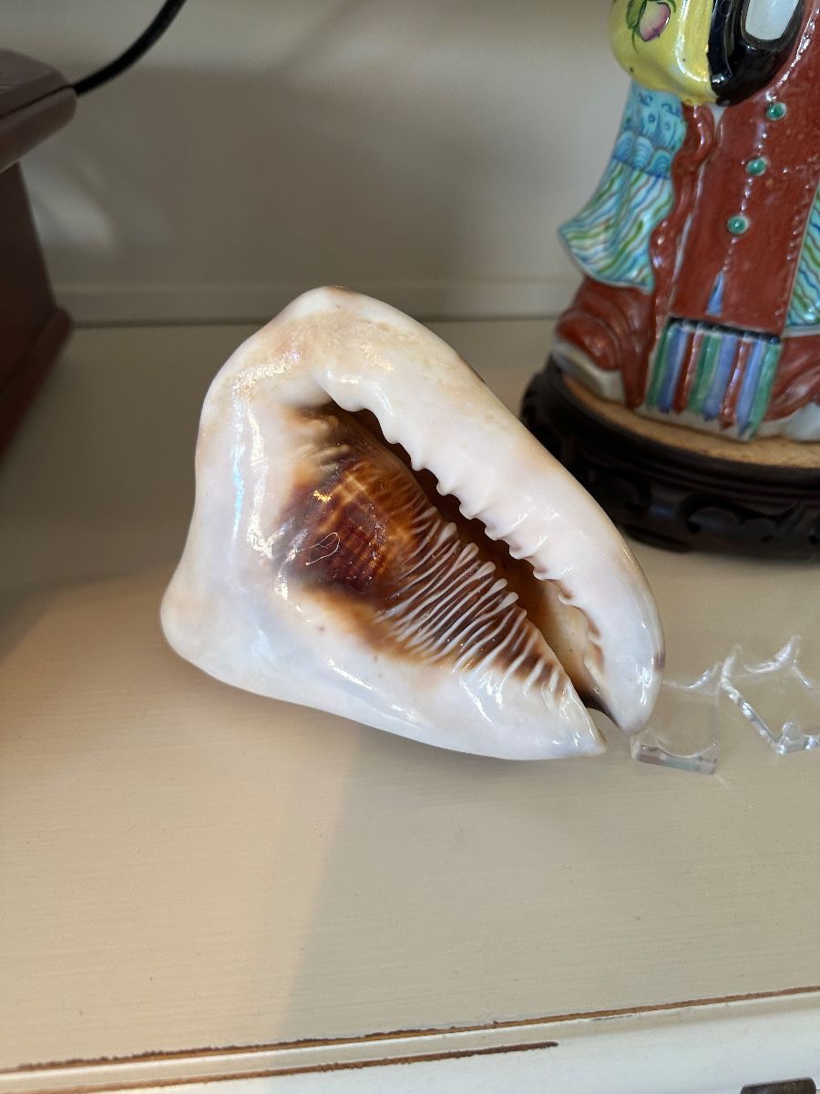 Tiger Cowrie Seashell Natural