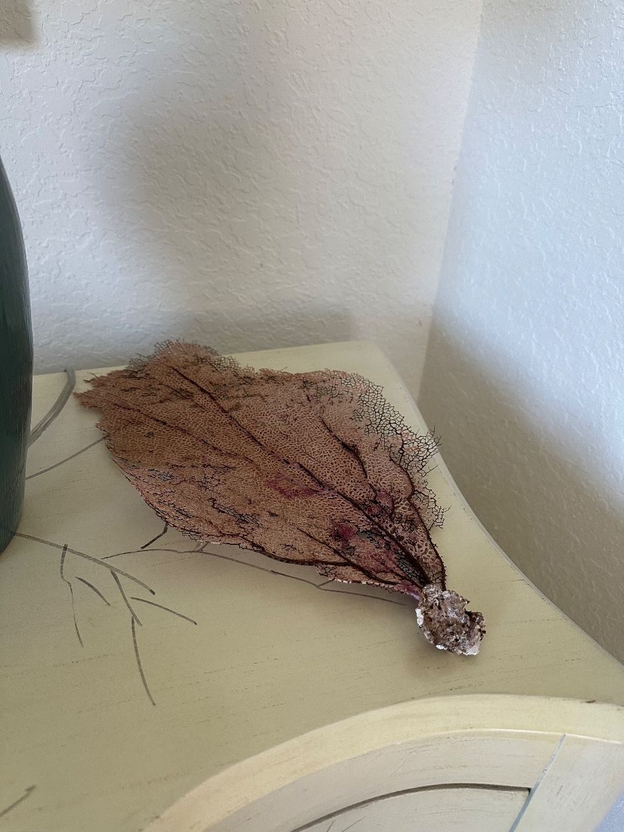 Natural Sea Fan Specimen