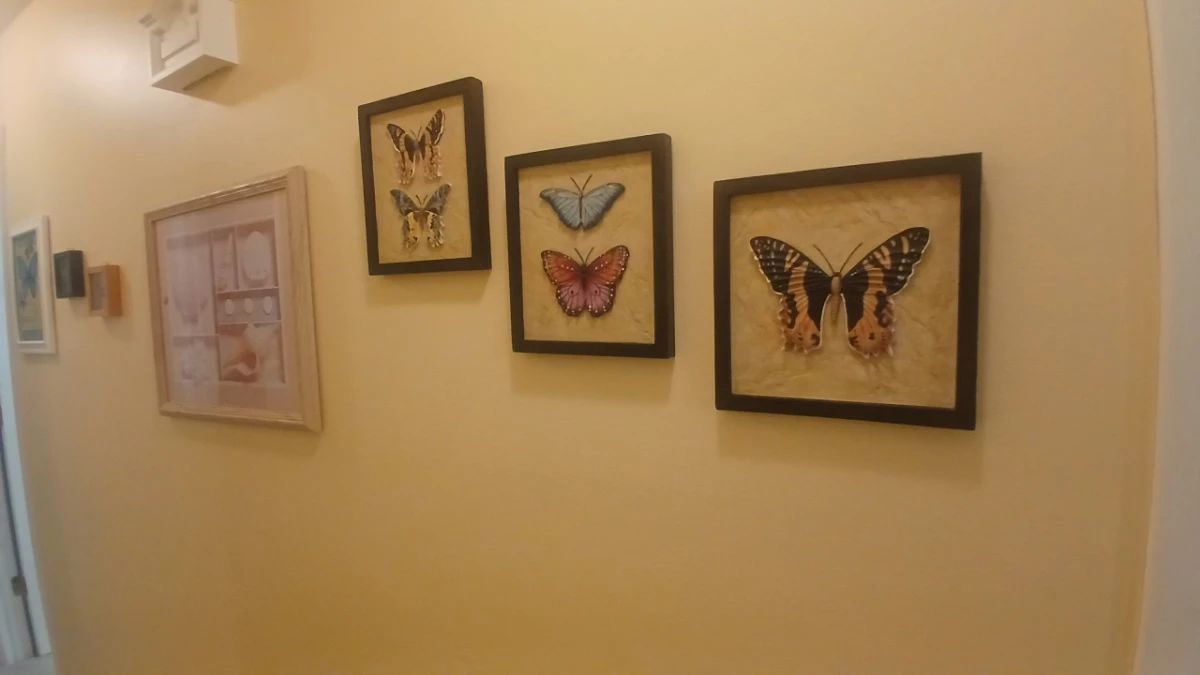 Framed Butterfly Art Lot