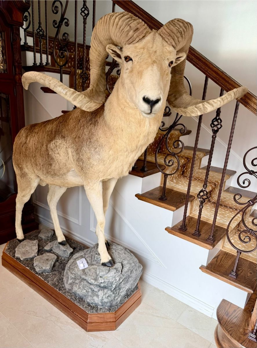 3700SQFT RIDGMAR RANCH TAXIDERMY SAFARI MEN'S HUNTING BOUTIQUE, WOMEN'S, KITCHEN, CHRISTMAS, PATIO