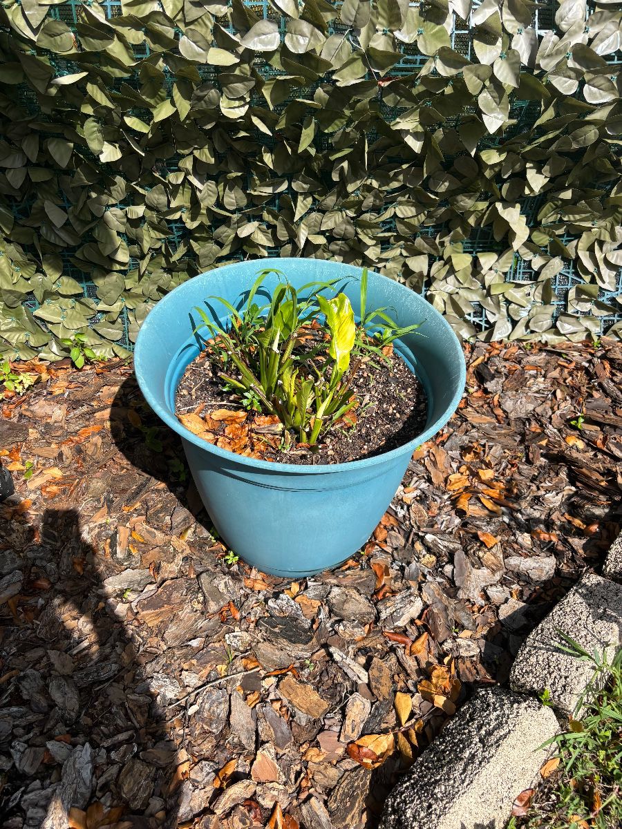 Blue Plastic Planter Pot with Plant
