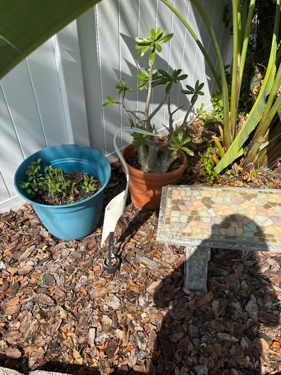 Mosaic Tile Garden Bench