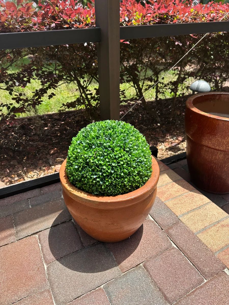 Terracotta Planter with Faux Boxwood Topiary Ball