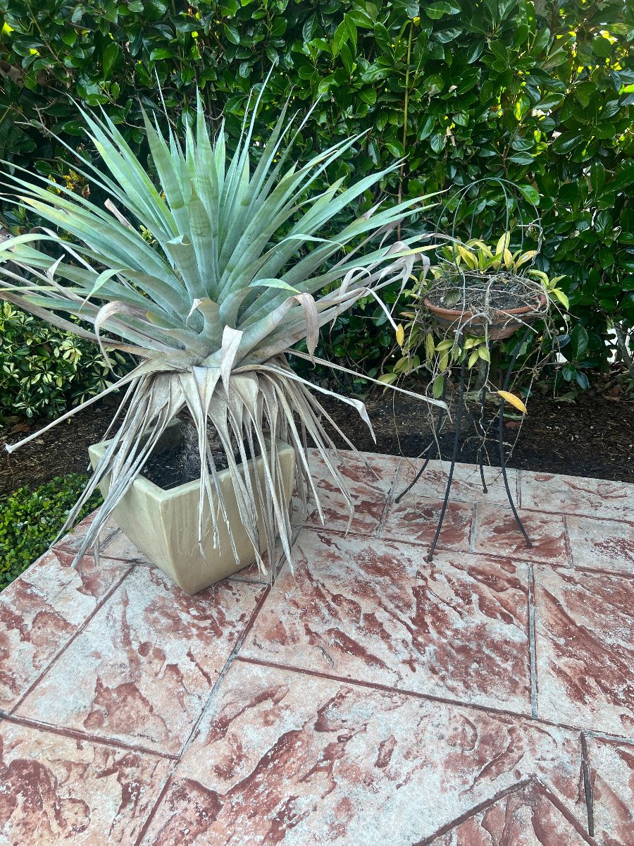 St Petersburg Old NE Sale Garden items, Beautiful Furnishings,Jewelry