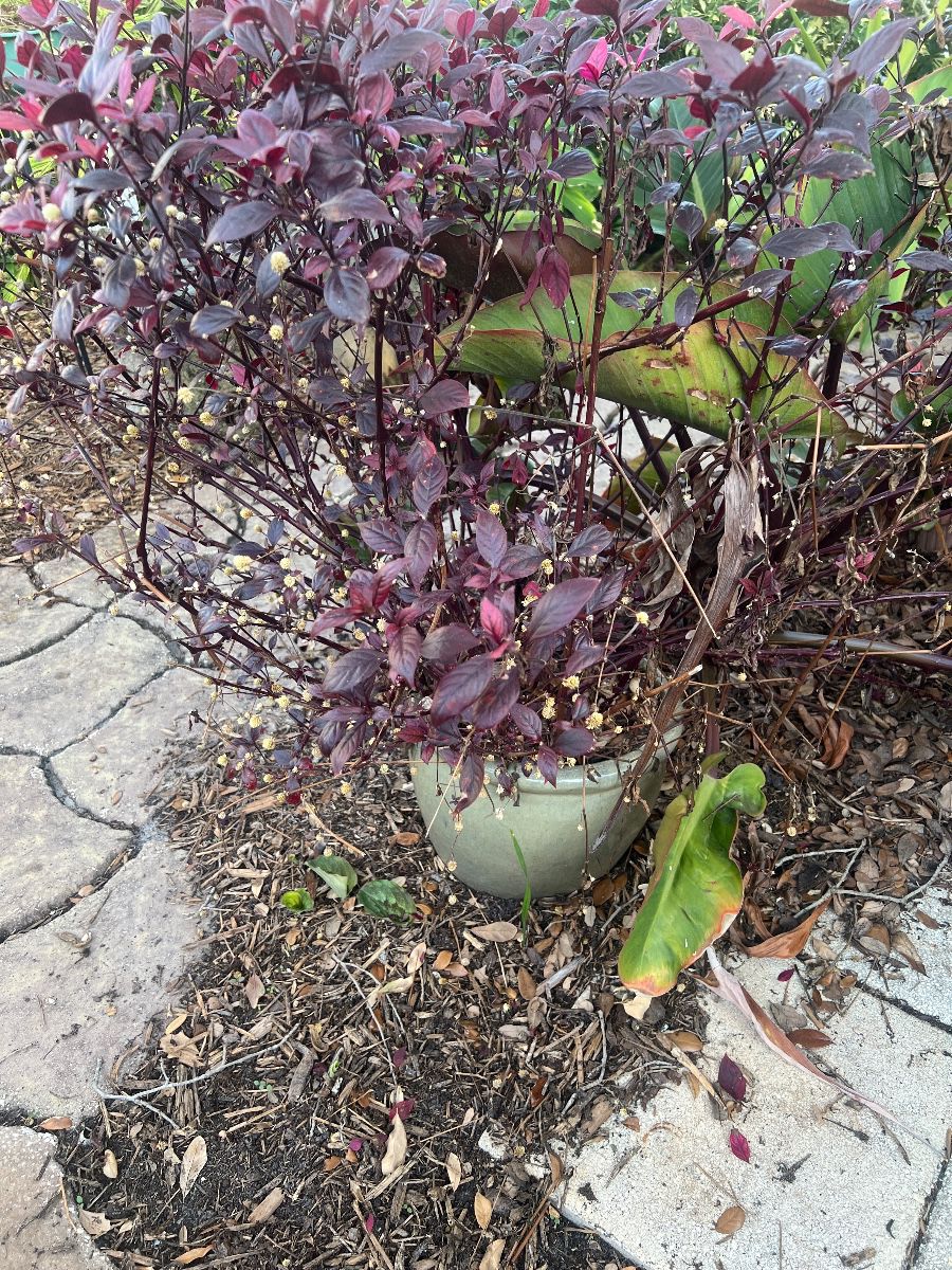 Alternanthera 'Party Time' in Ceramic Planter