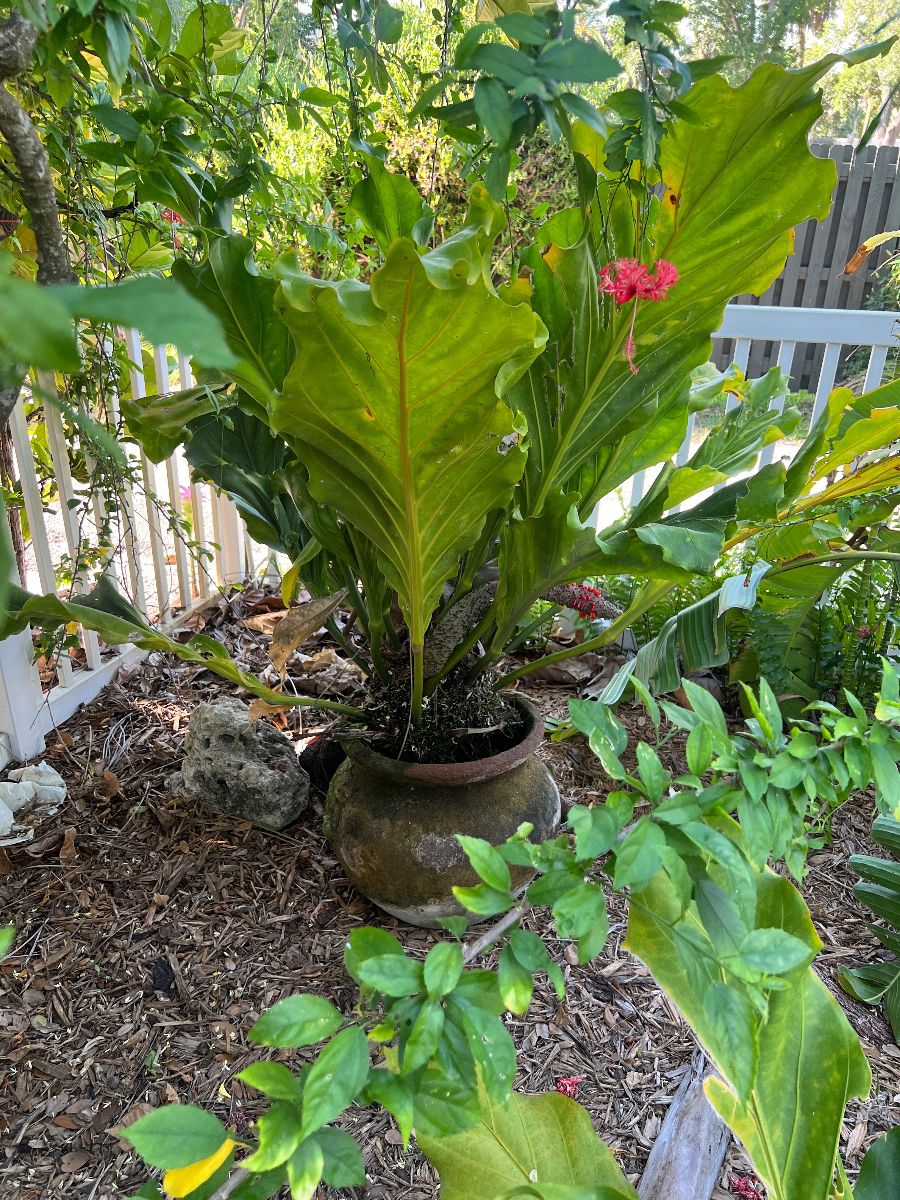 Anthurium Plant in Rustic Pot