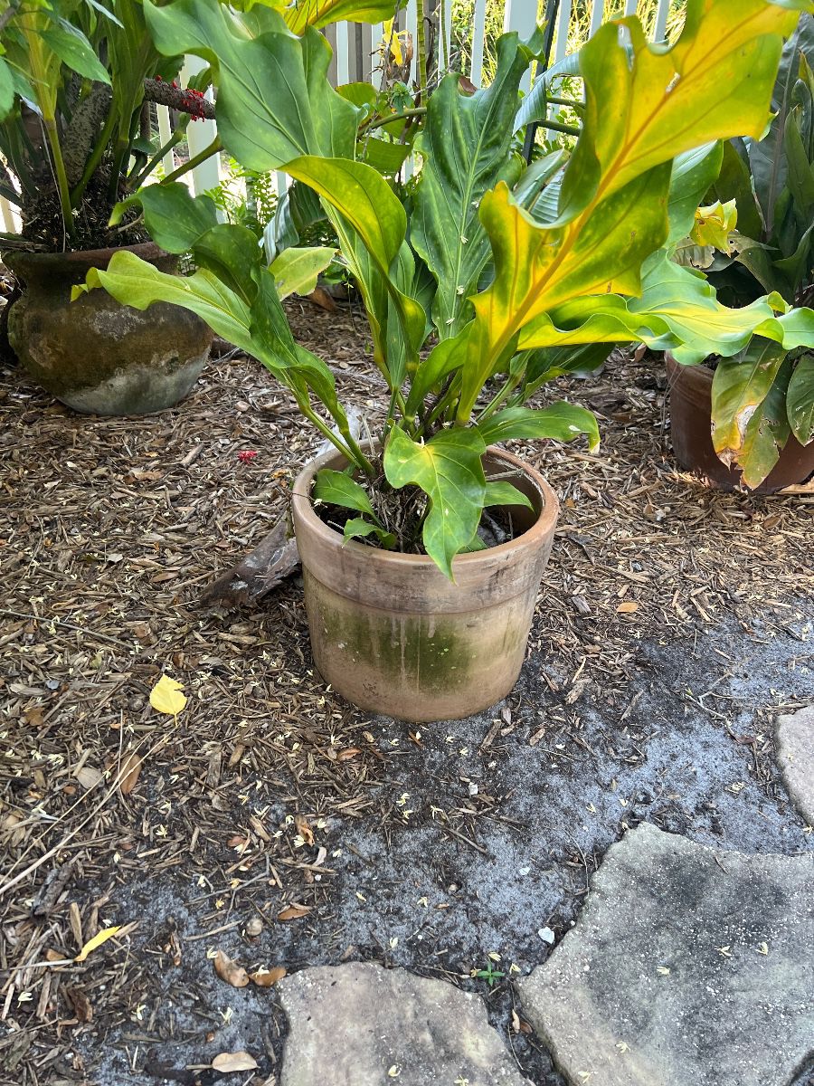Anthurium Plant in Terra Cotta Pot