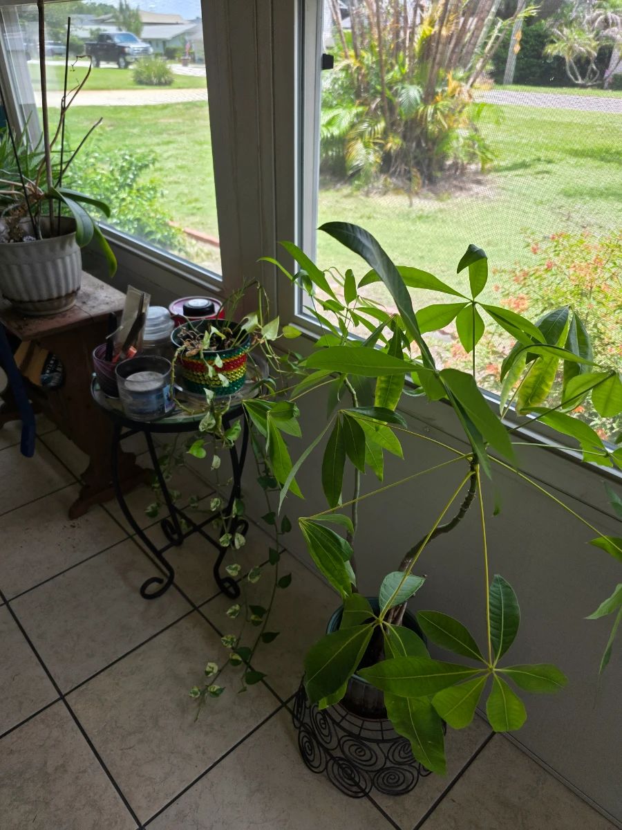 ESTATE SALES OF CENTRAL FLORIDA