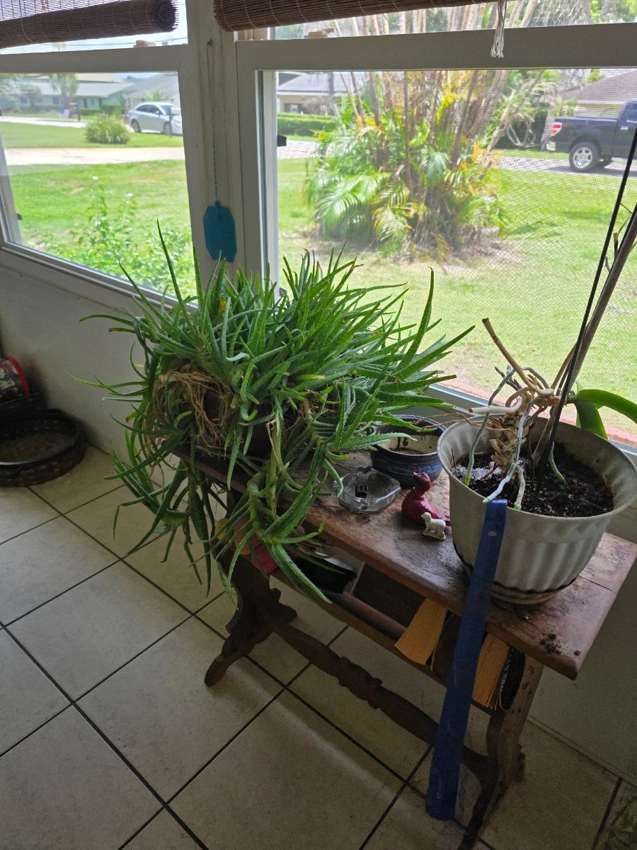 ESTATE SALES OF CENTRAL FLORIDA