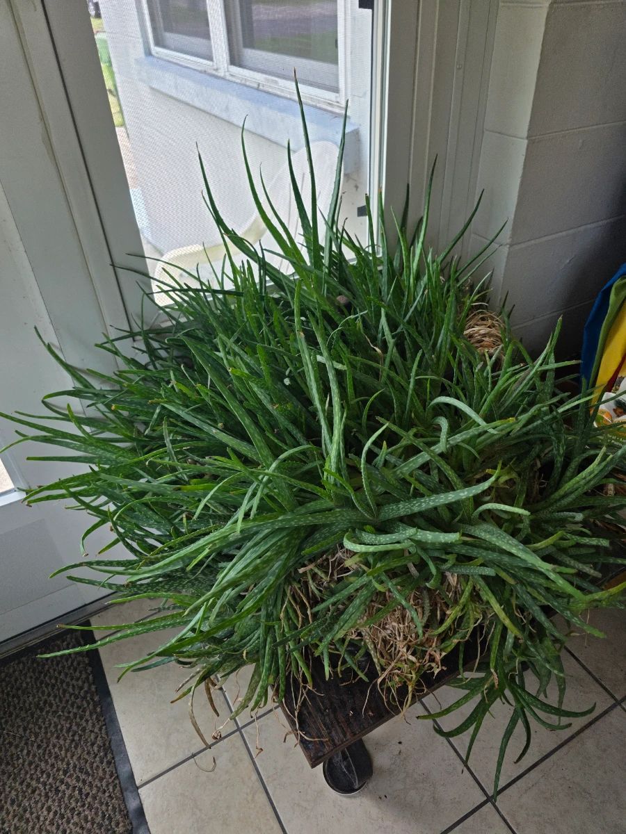 ESTATE SALES OF CENTRAL FLORIDA